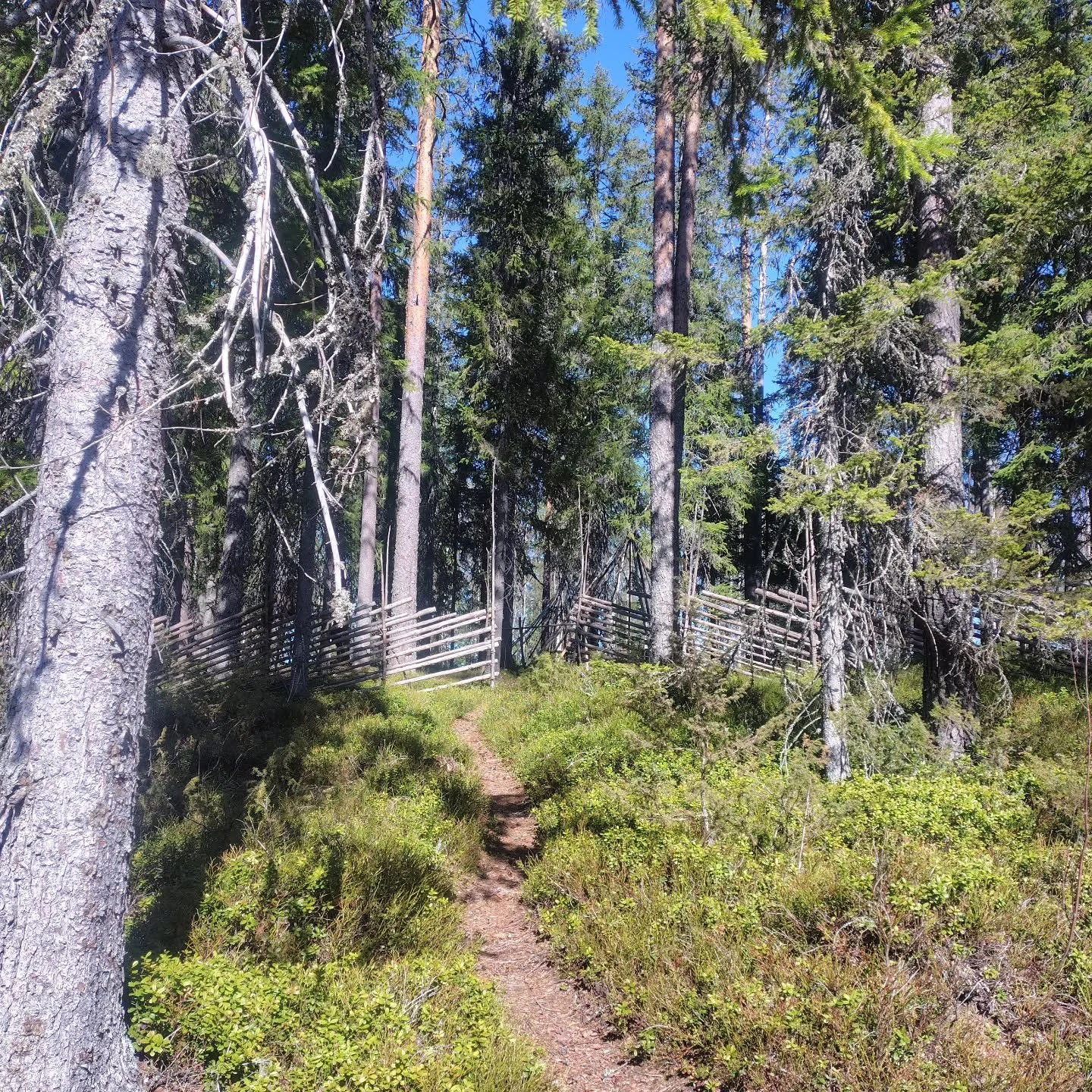 T&auml;st&auml; se alkaa! Saunamaa valmistautuu kes&auml;&auml;n🌞

This is where it starts! Saunaland is getting ready for summer🌞

.
.
.
#sauna #saunamaa #saunaland #finnishculture #luonto