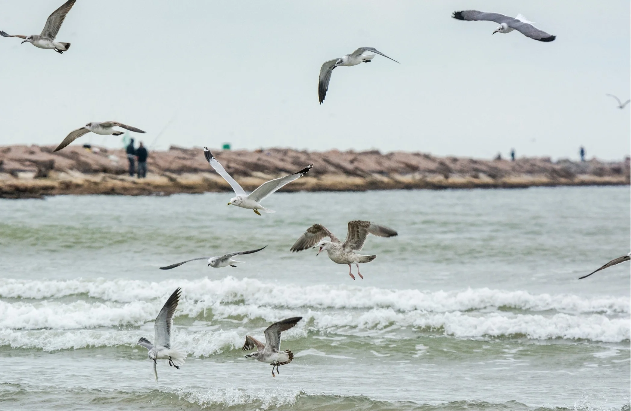 Seagulls flying over the ocean near a rocky shoreline with people walking in the background under an overcast sky.