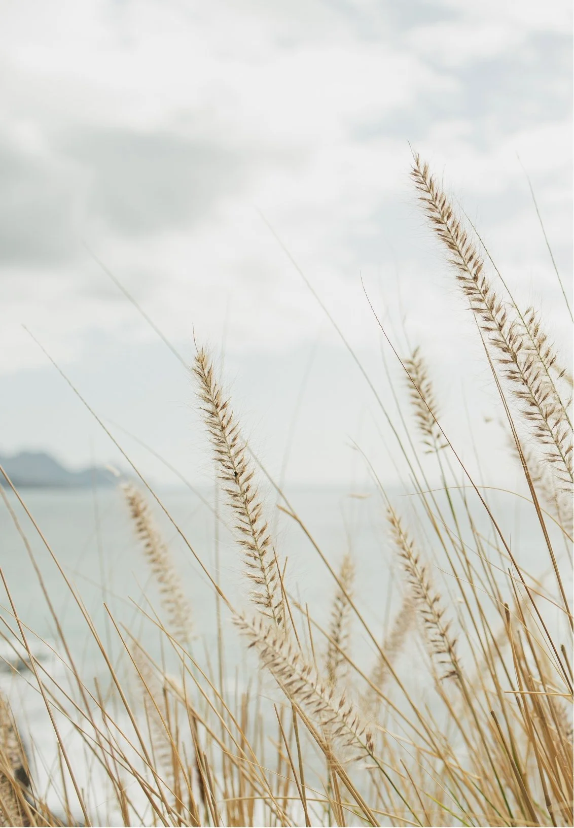 Tall beige grass stalks swaying in a breeze over a body of water with a distant landmass under a cloudy sky.