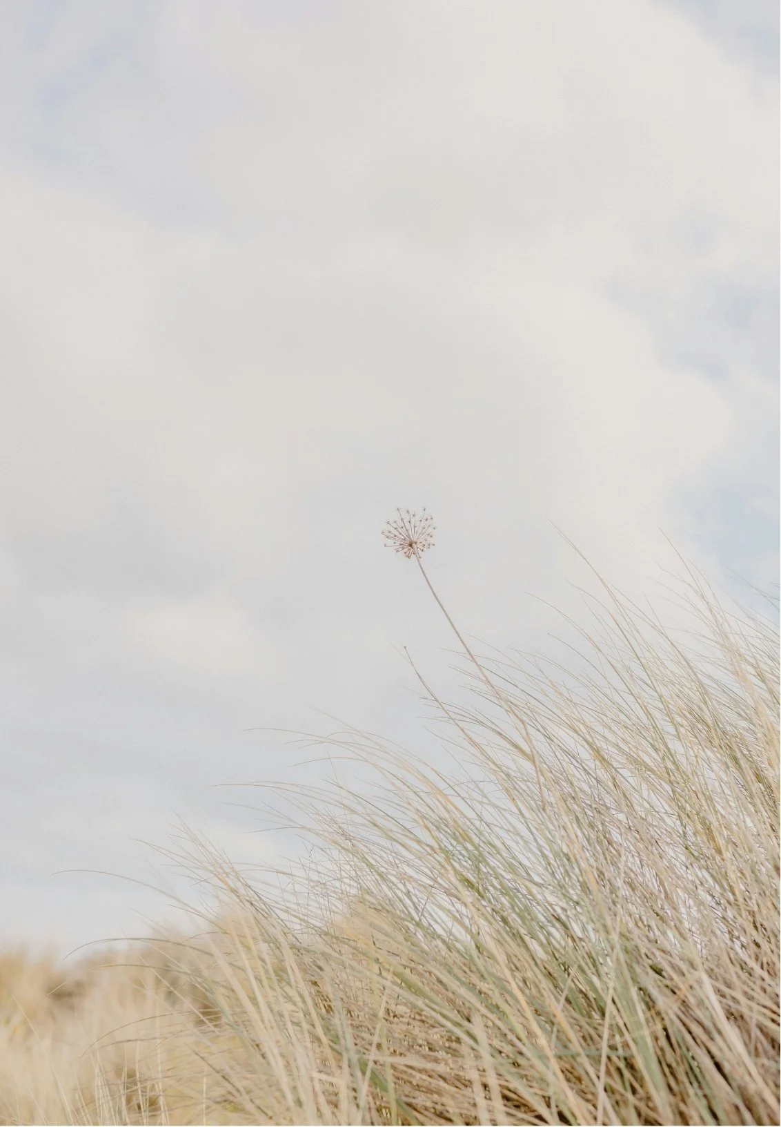 A single dried flower standing tall amidst tall, wispy grasses against a cloudy sky.