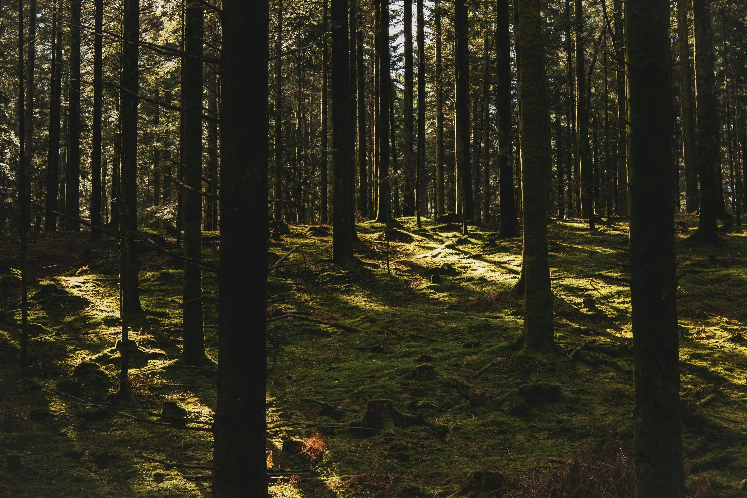 Ein Sonnenstrahl fällt durch einen dichten Wald voller Bäume auf den moosbedeckten Waldboden.