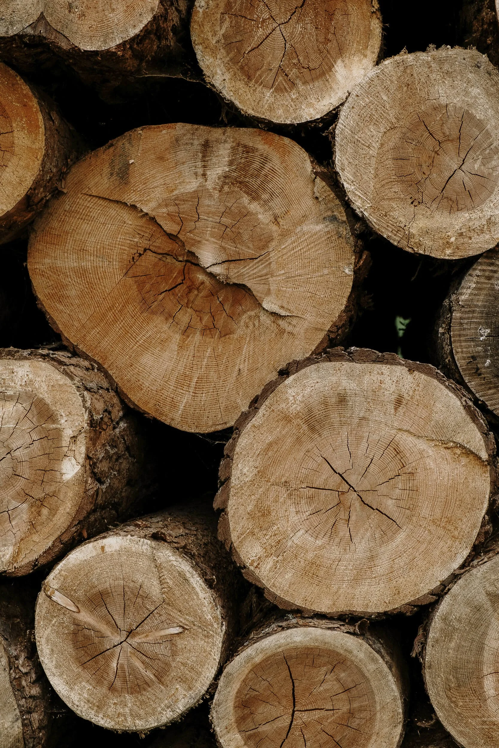 Holzstämme, die übereinander gestapelt sind, mit sichtbaren Jahresringen und Rissen.