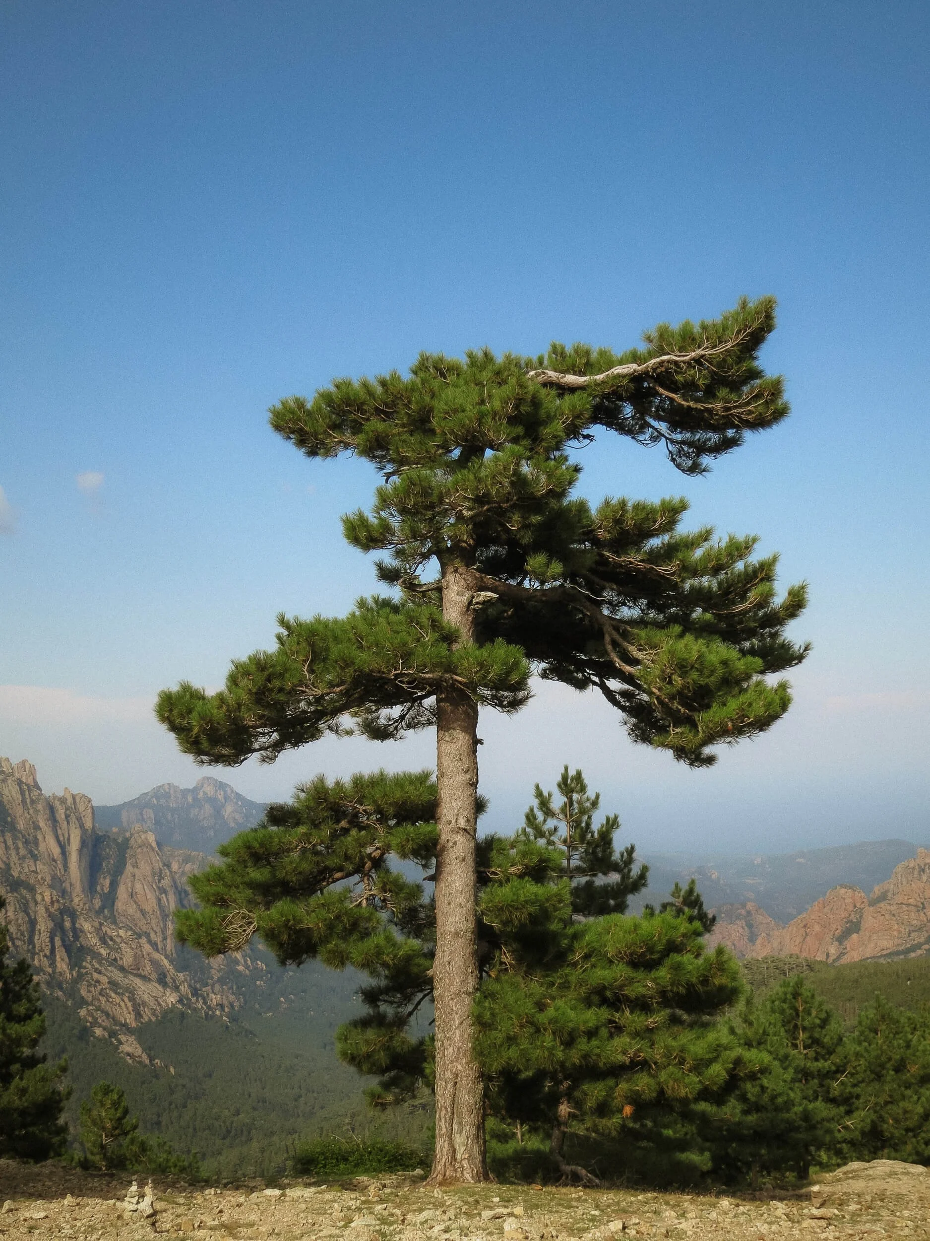 Ein einzelner Kiefernbaum steht vor einem Bergpanorama mit Felsen und bewaldeten Hügeln, unter einem klaren blauen Himmel.