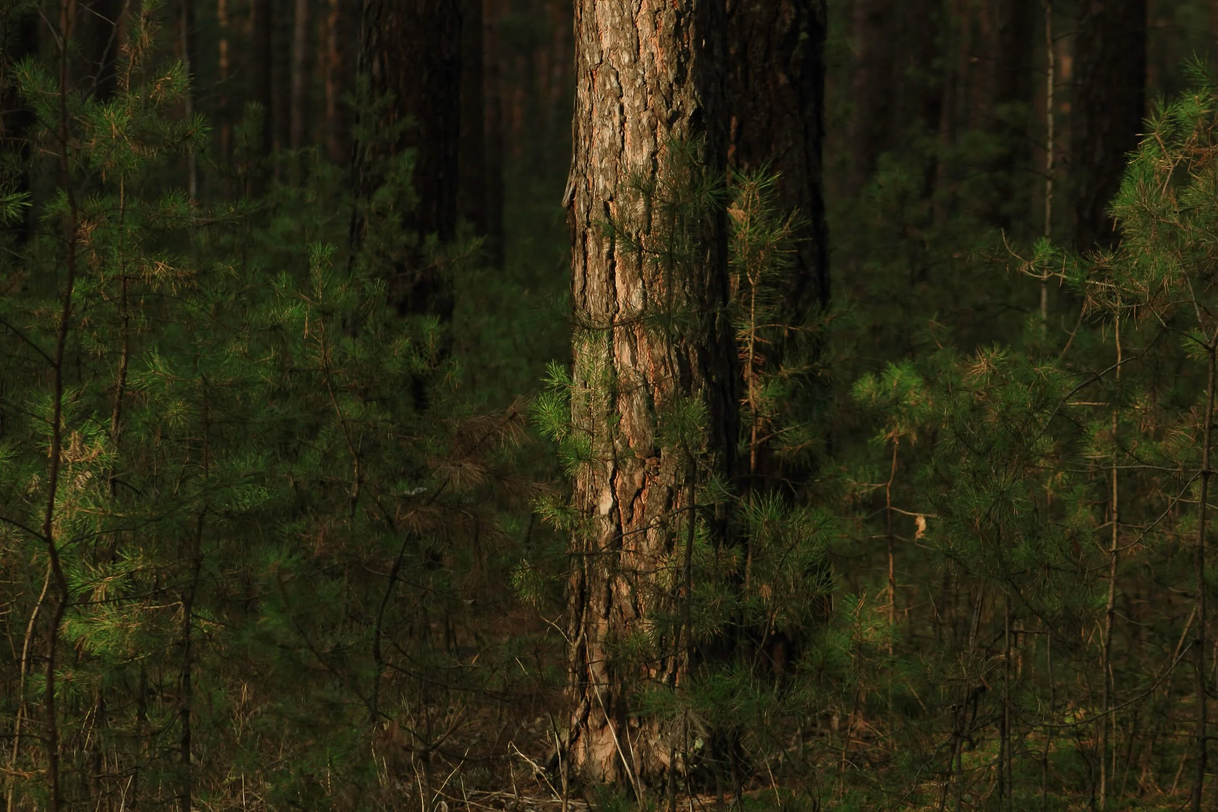 Bilder von einem Waldboden mit einem Baumstamm und grünen Sträuchern im Hintergrund.