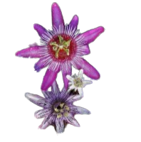 A close-up of two passionflower blooms, one purple and white, and one pink and white, against a black background.