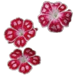 Three slices of watermelon with red flesh and black seeds, reflecting on a shiny surface