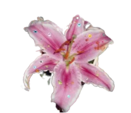 Pink lily flower with yellow spots and water droplets