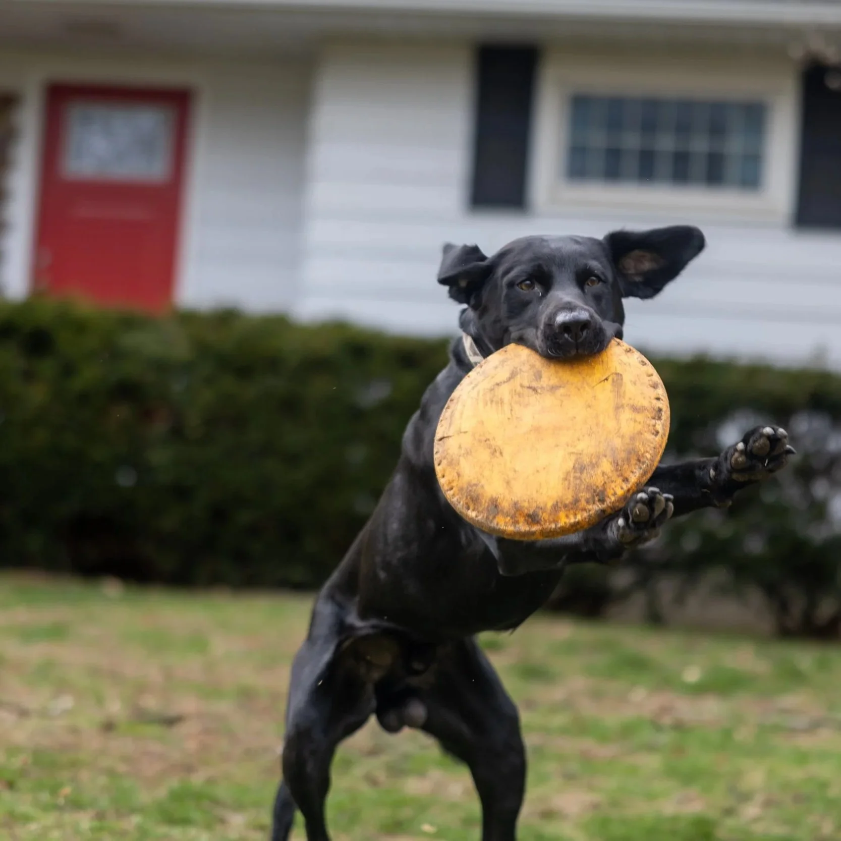 A black dog catching a yellow frisbee in its mouth in a yard with a house in the background.
