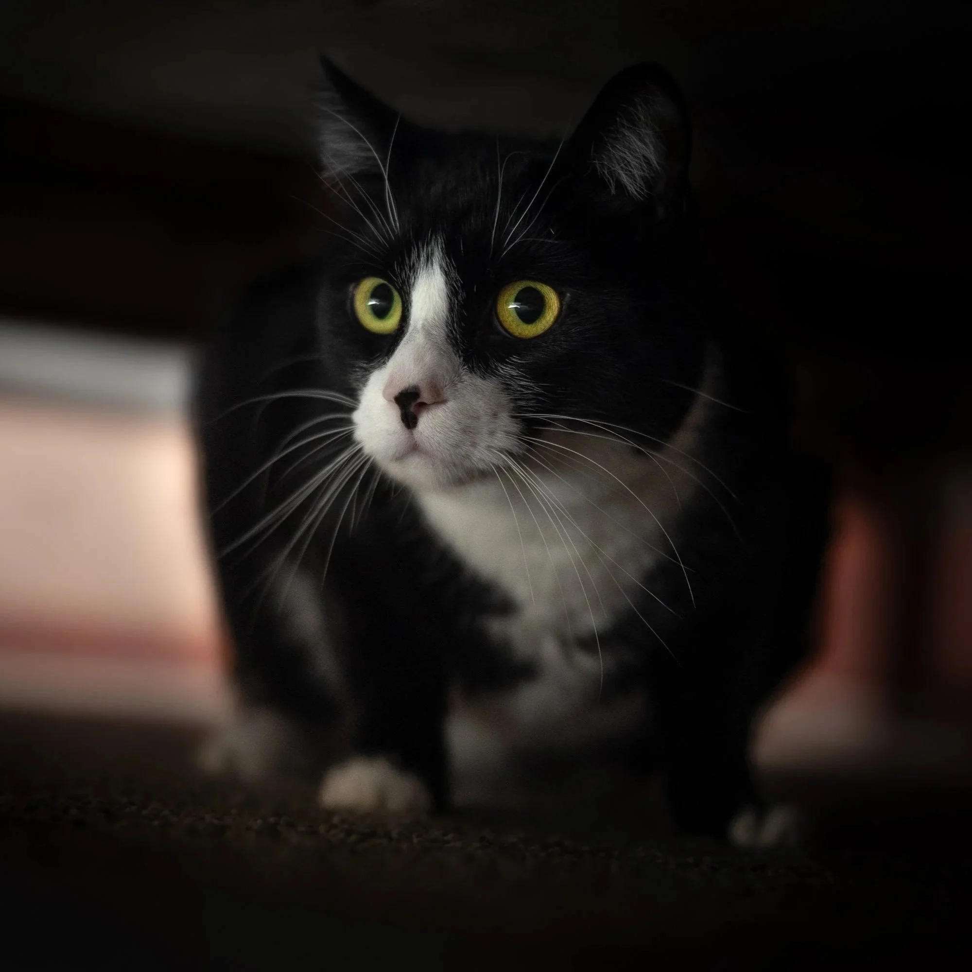 Black and white cat with yellow eyes hiding under furniture, looking alert.