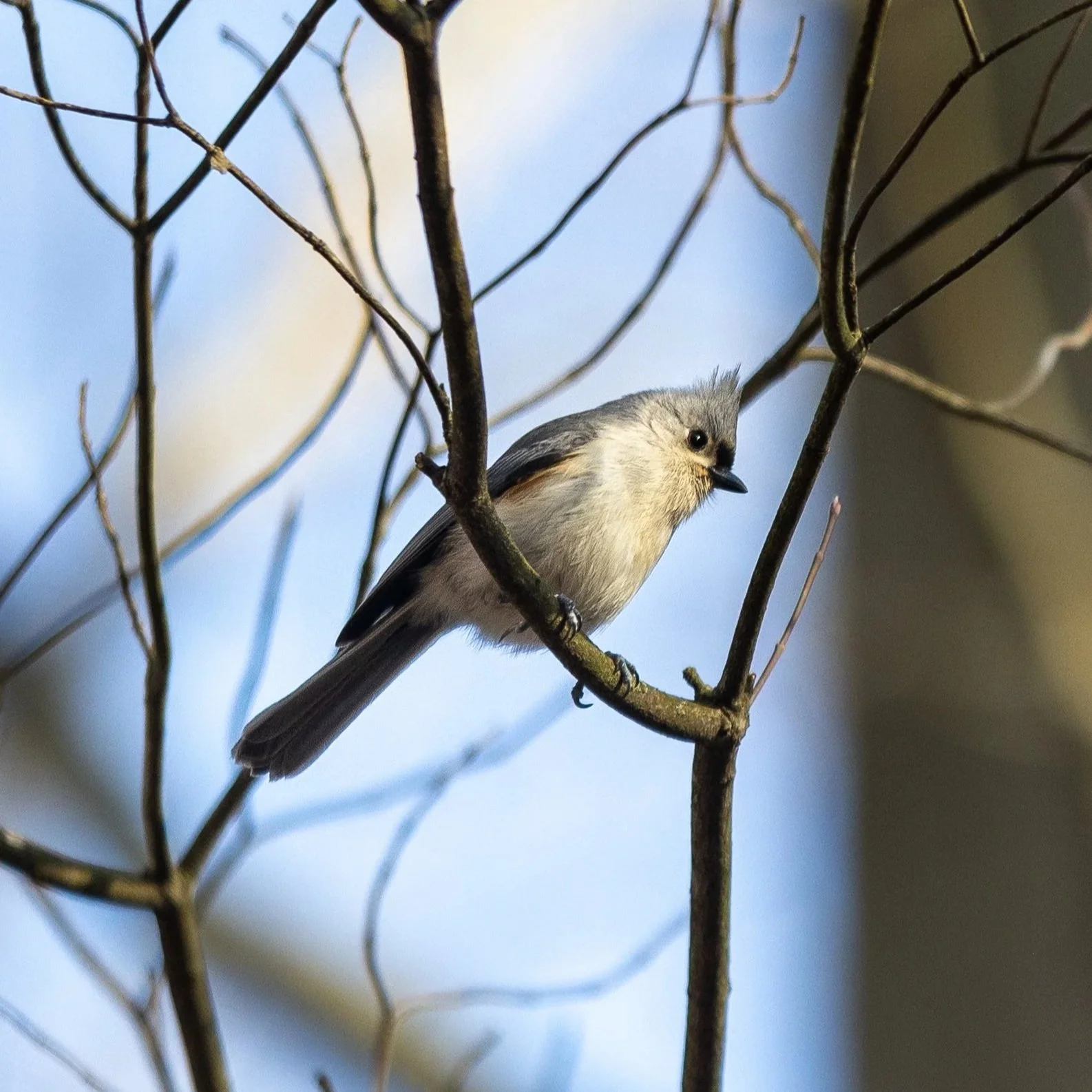 A small bird with gray and cream-colored feathers perched on a bare tree branch, with a blurred blue sky background.