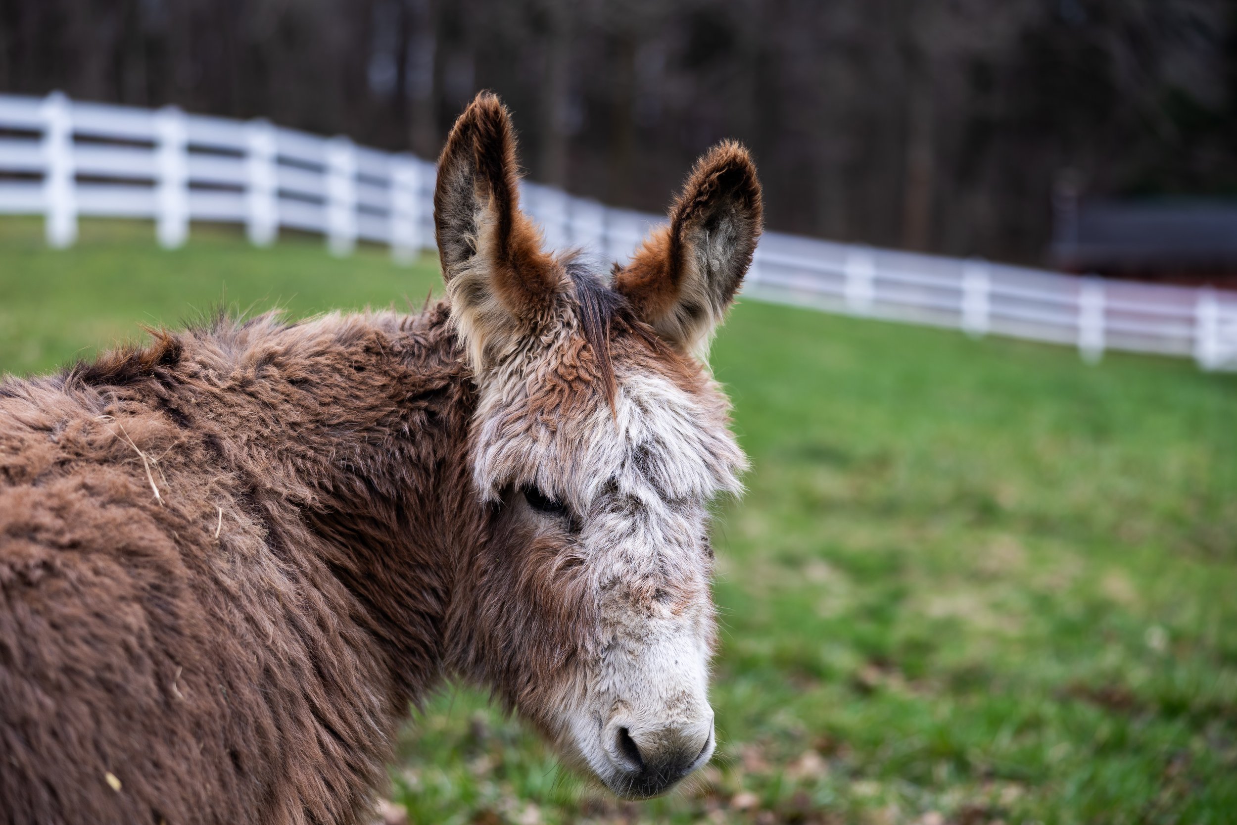 Close-up of a donkey's face and ears in a grassy field with a white fence in the background.