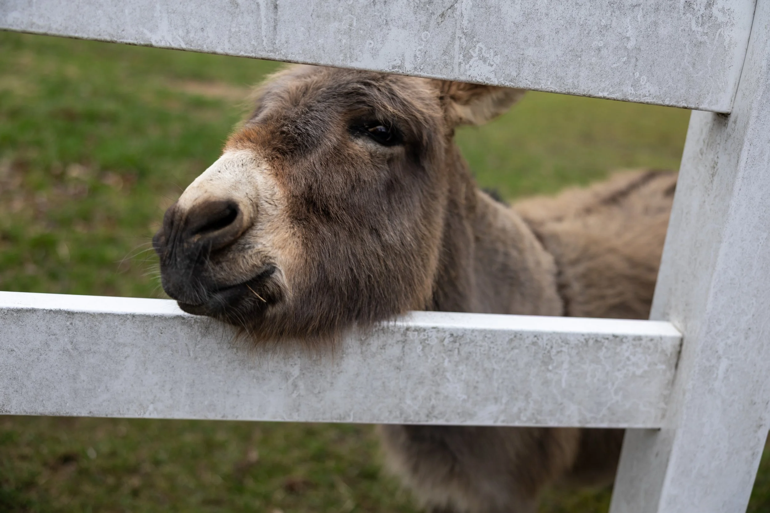 Close-up of a llama resting its head through a white fence, with grass in the background.