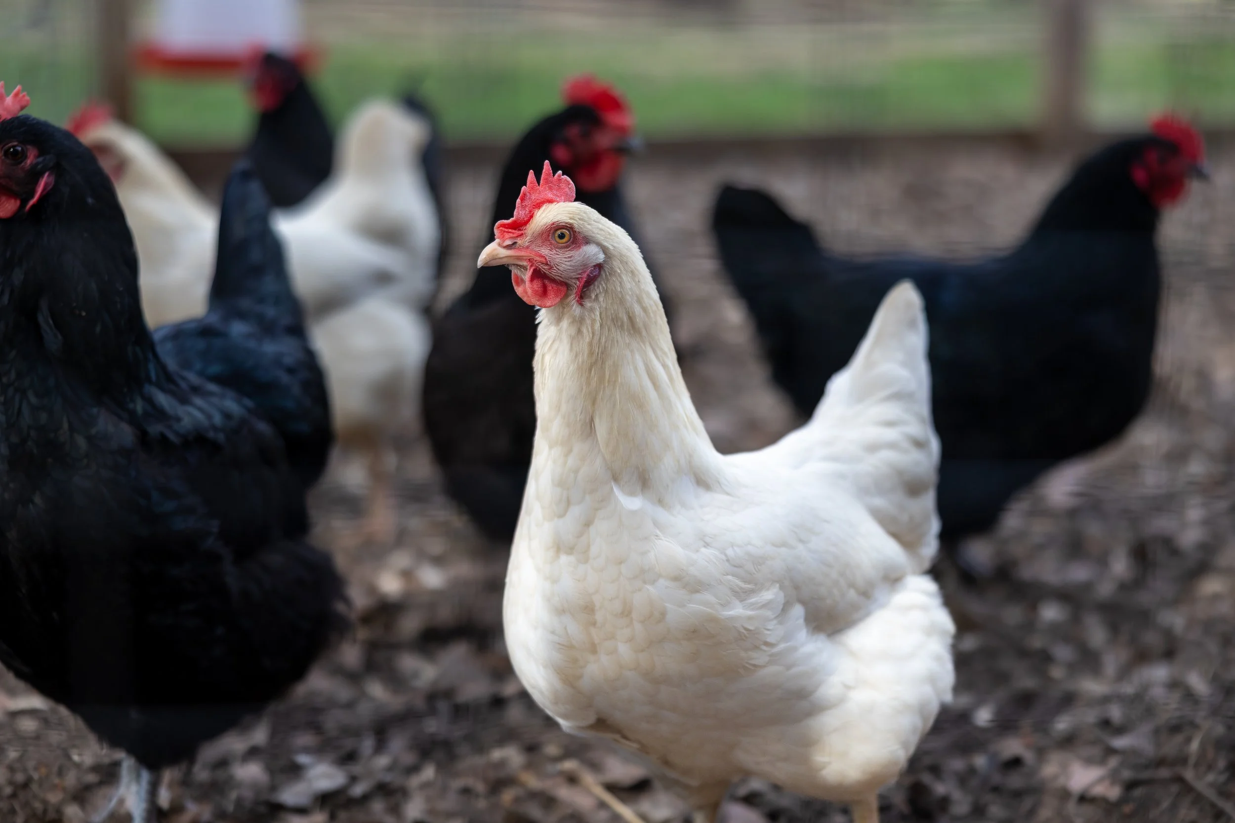 A group of chickens on a farm, with one white chicken in the foreground and black and white chickens in the background.