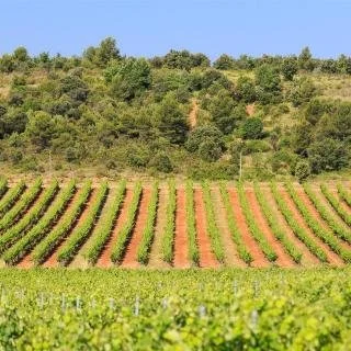 Chateau Gassier-vines (Grand).jpg
