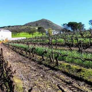 Le Bonheur Wine Estate (77)_0.jpg