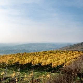 VENUEZ_AllramÔÇö04_0.jpg