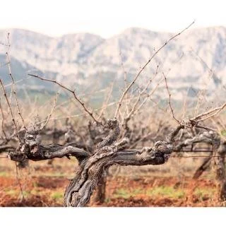 vinehorizontale.jpg