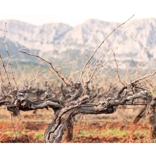 vinehorizontale.jpg