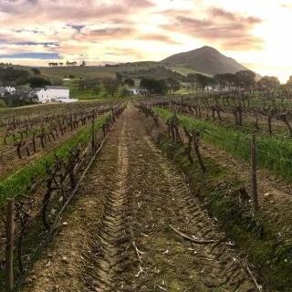 Le Bonheur Wine Estate (9)_0.jpg