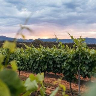 Hunter Valley_McGuigan.jpg