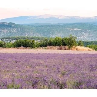 lavendermtventoux.jpg