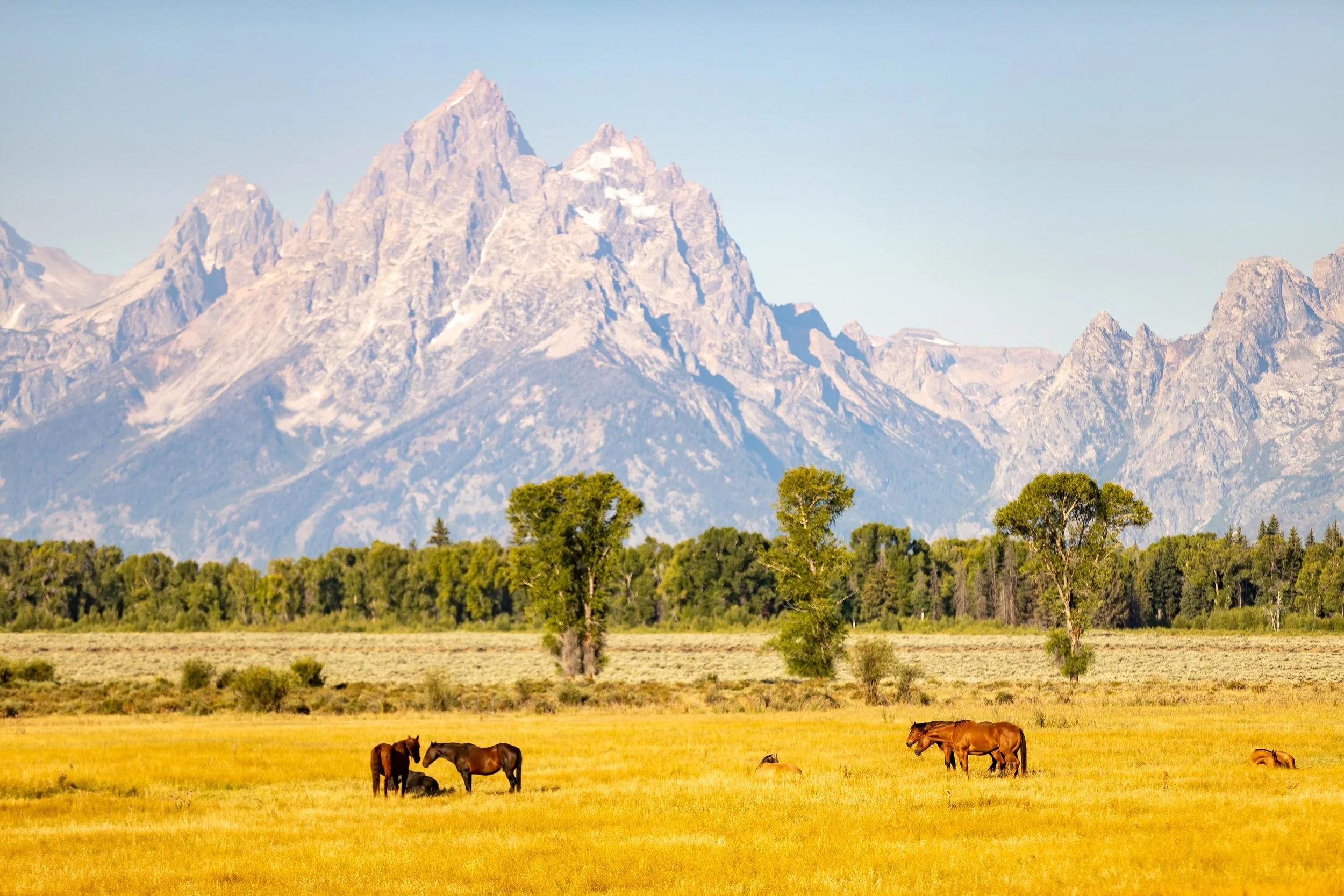 A scenic landscape featuring a mountain range with rocky peaks in the background, green trees in the middle ground, and a field with horses grazing in the foreground.