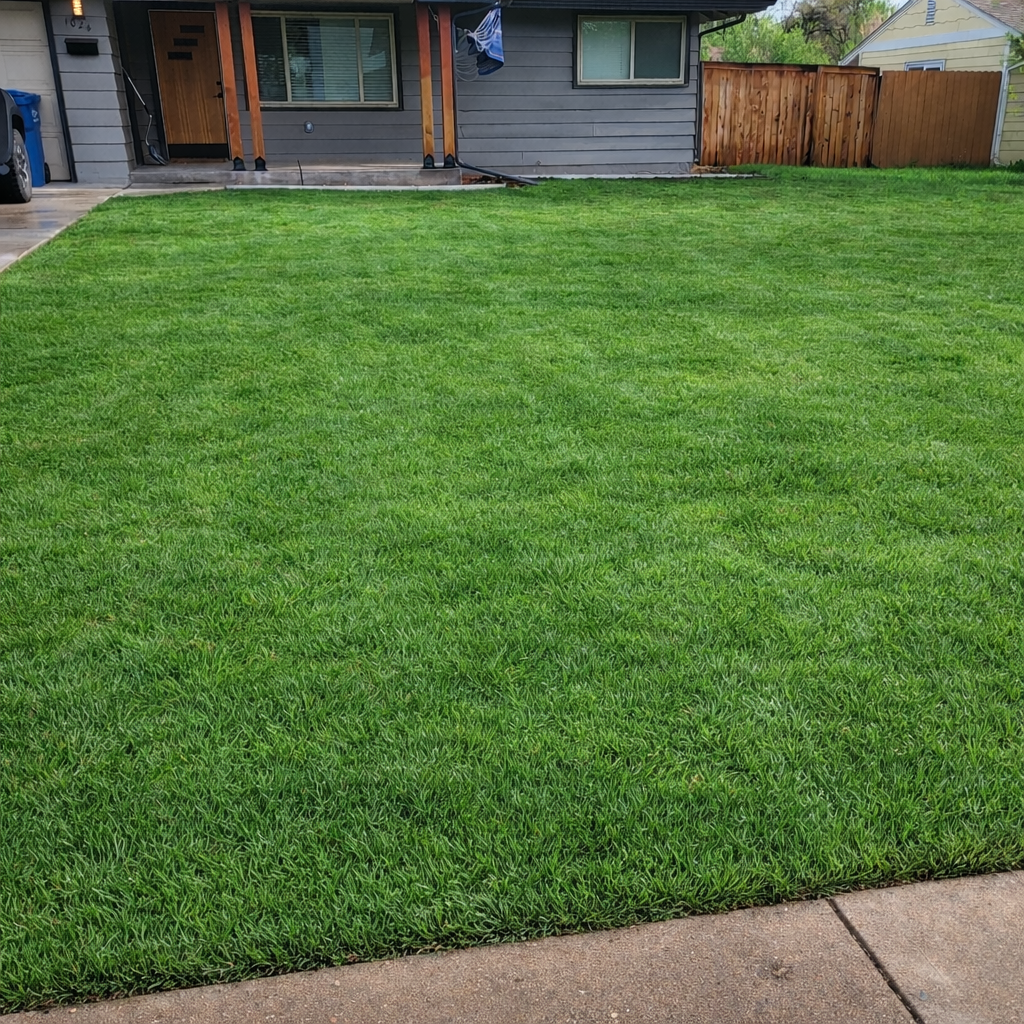 Well-maintained, lush green lawn in front of a house with gray siding and a wooden fence on the side.