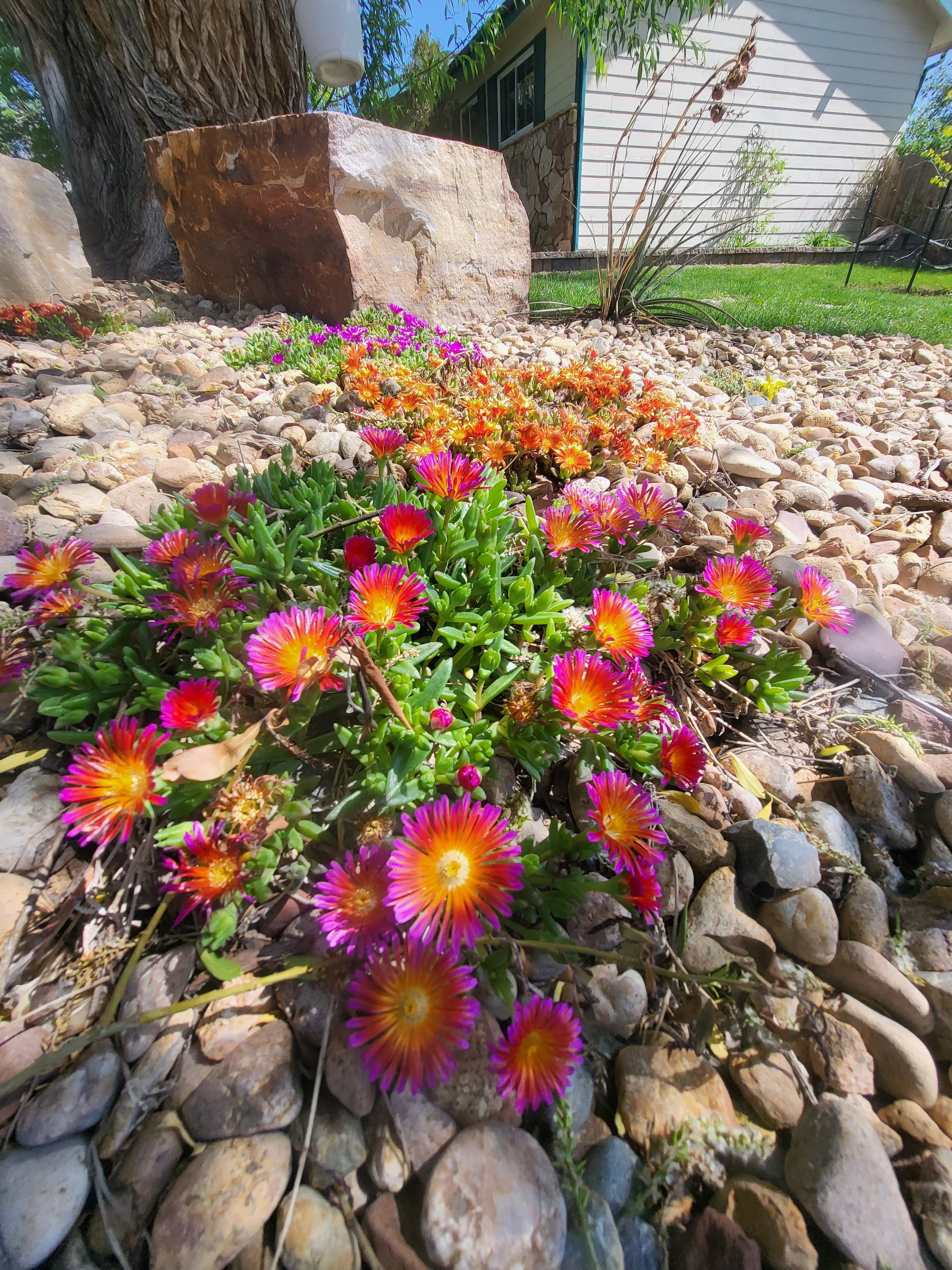 Colorful succulent flowers growing amidst rocks in a garden with a tree trunk, large rock, and a house in the background.
