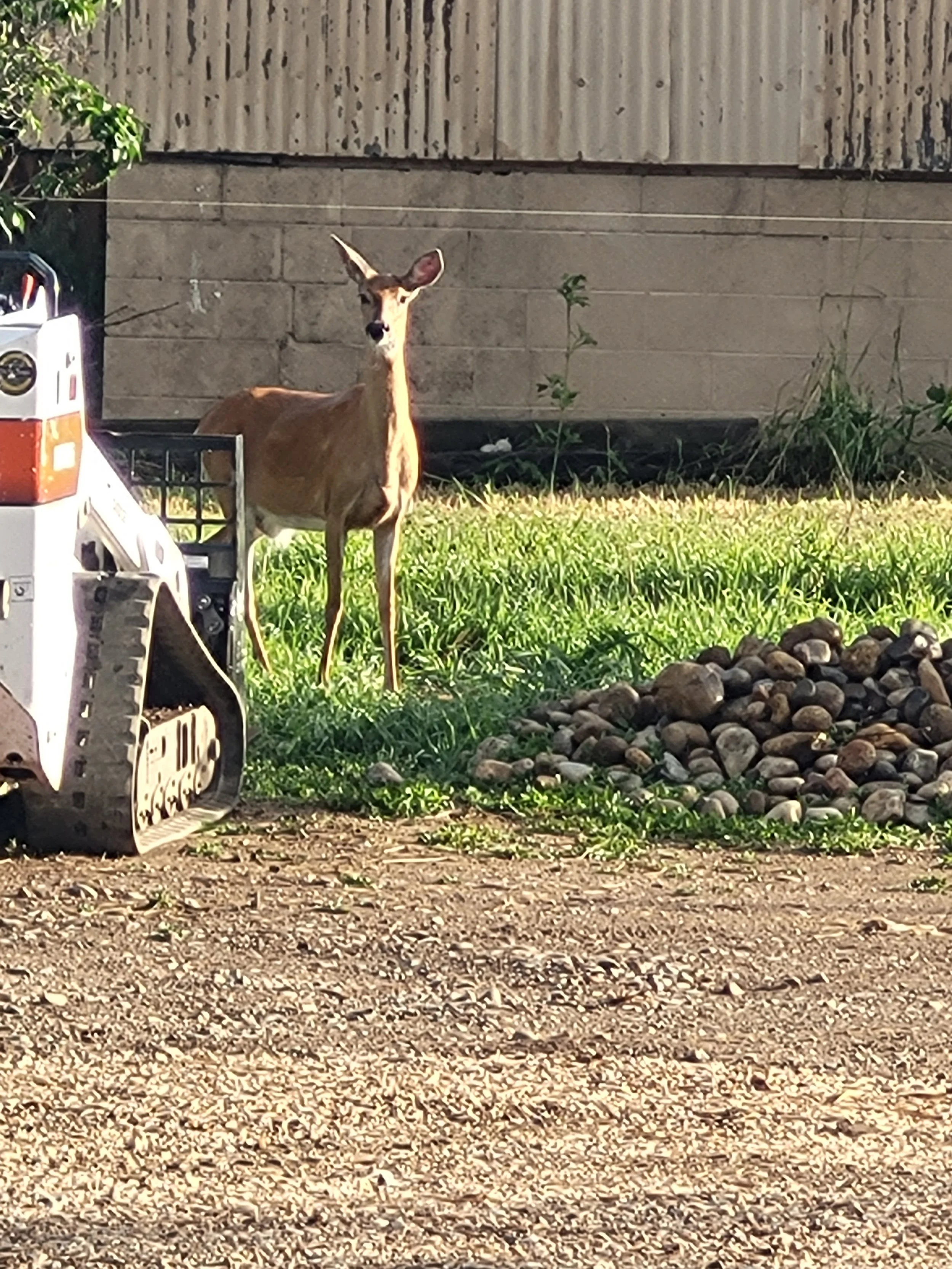 A young deer standing on grassy ground near a concrete wall with some plants. Part of a vehicle is visible on the left side of the image.