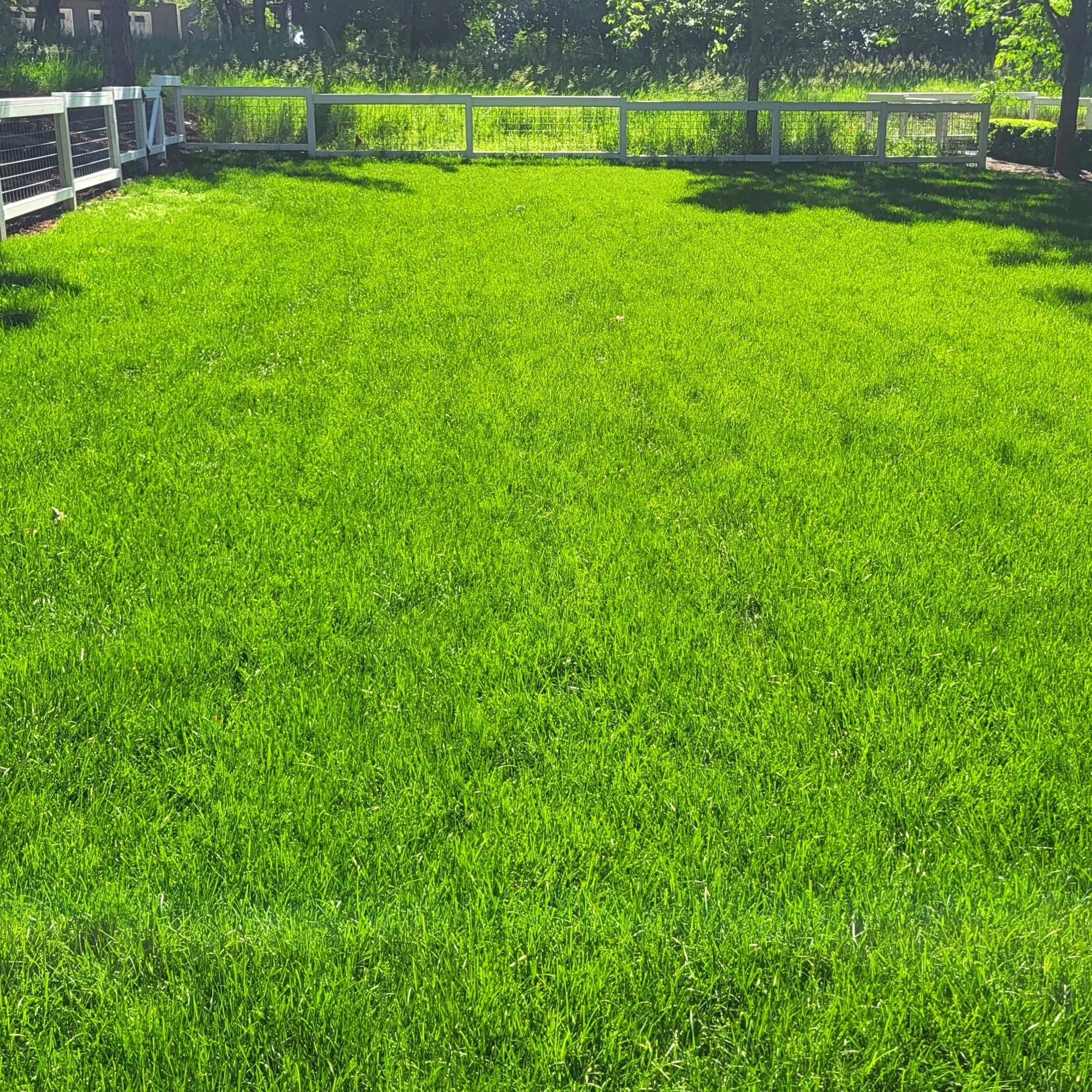 Bright green outdoor grassy yard enclosed by a white wooden fence, with trees and shrubs in the background.