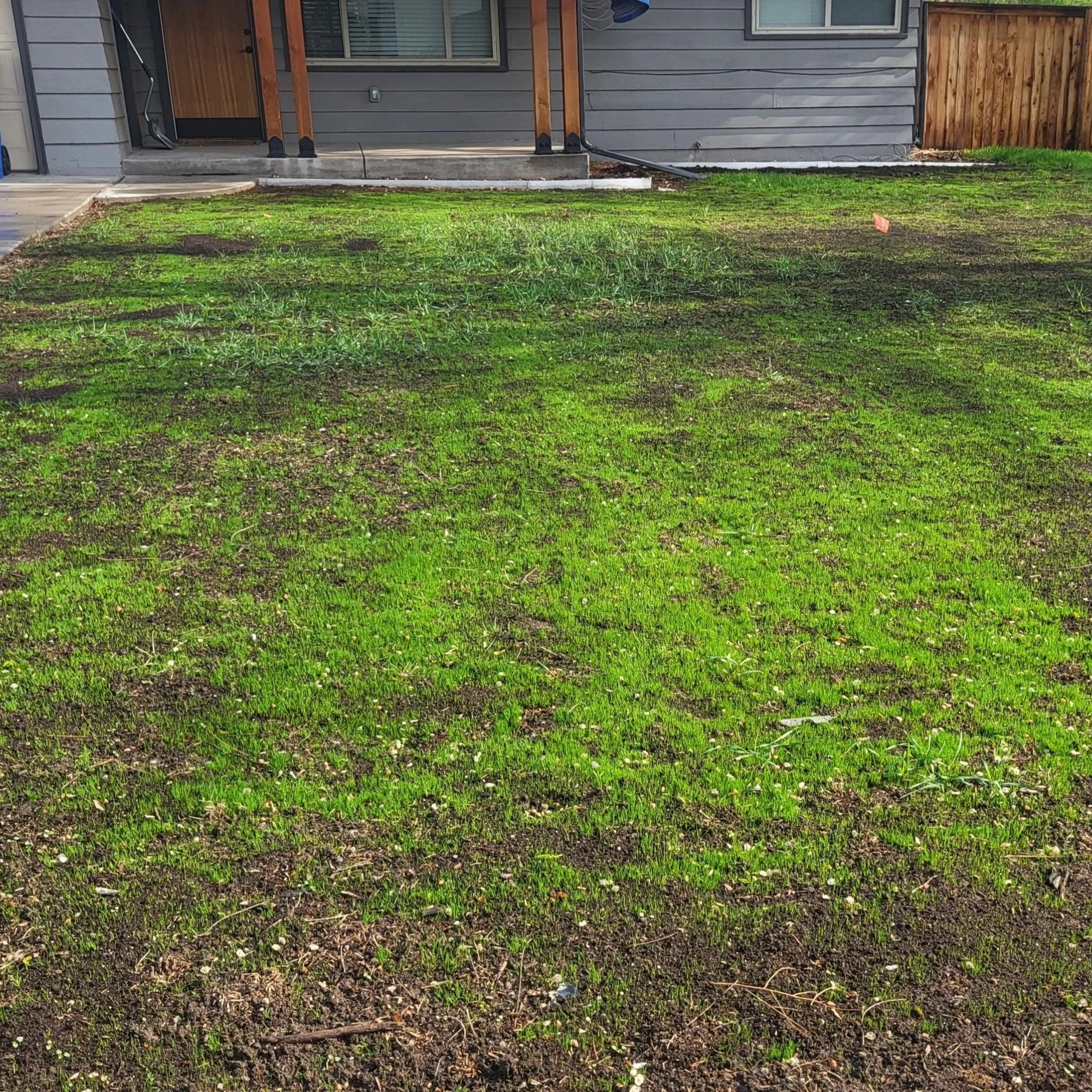 A backyard lawn with patches of grass and exposed soil, with a house in the background and a wooden fence on one side.