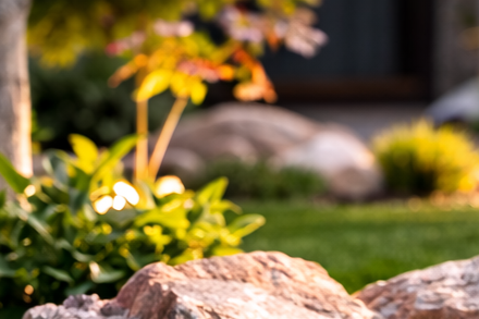 Close-up of rocks and greenery in a garden with yellow flowers in the background.