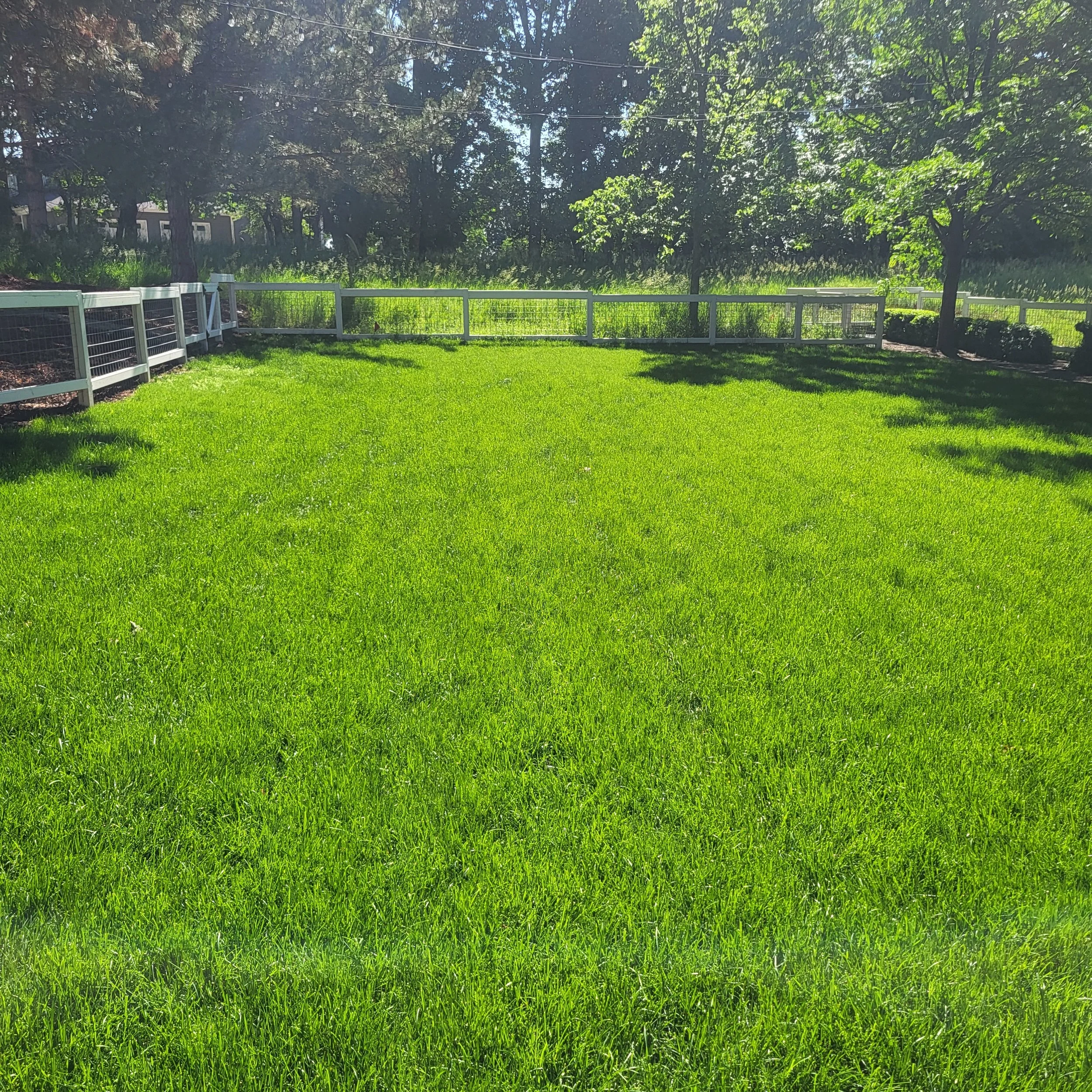 A lush green grassy yard with a white picket fence and trees casting shadows on the grass.