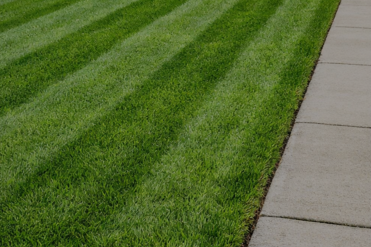 Green neatly trimmed lawn next to a concrete sidewalk.