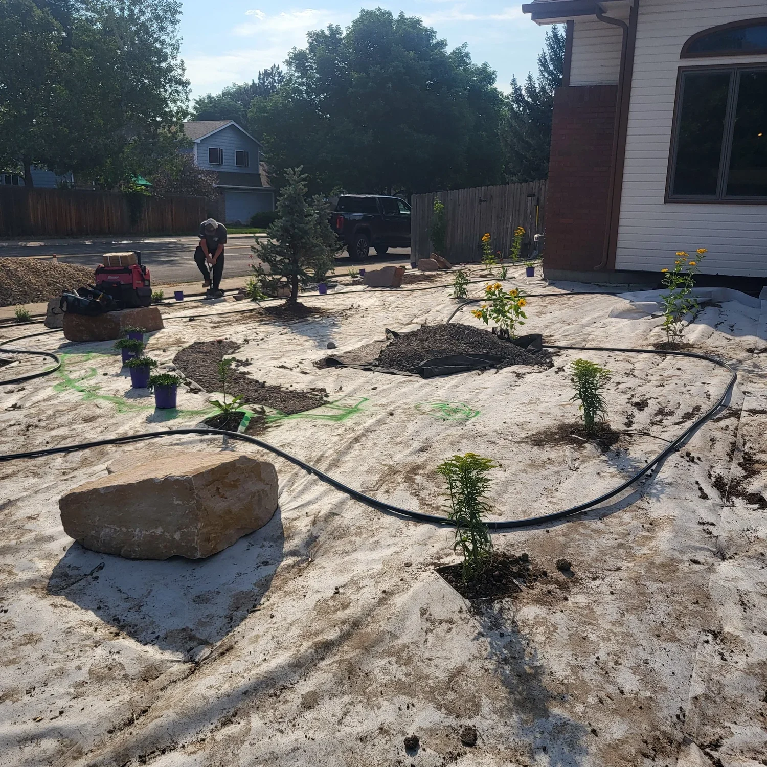 Landscaping in progress with young plants, rocks, and irrigation setup in a residential yard.
