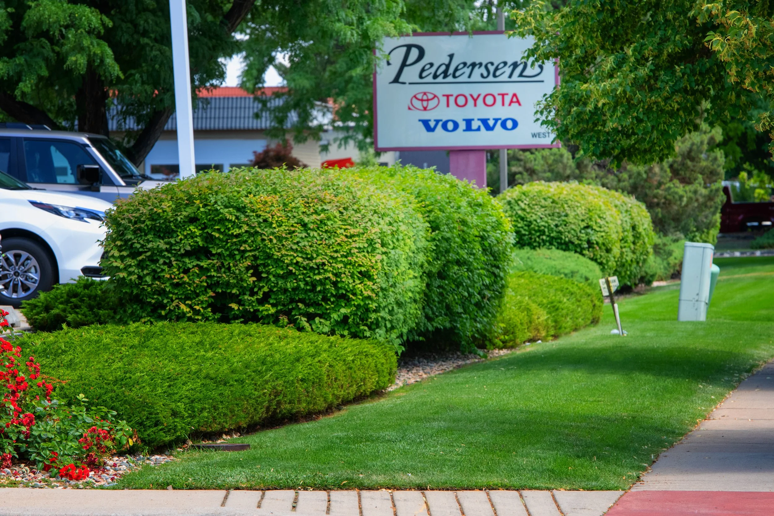 A dealership lot with a sign displaying 'Pedersen Toyota Volvo' and a row of green bushes along the sidewalk.