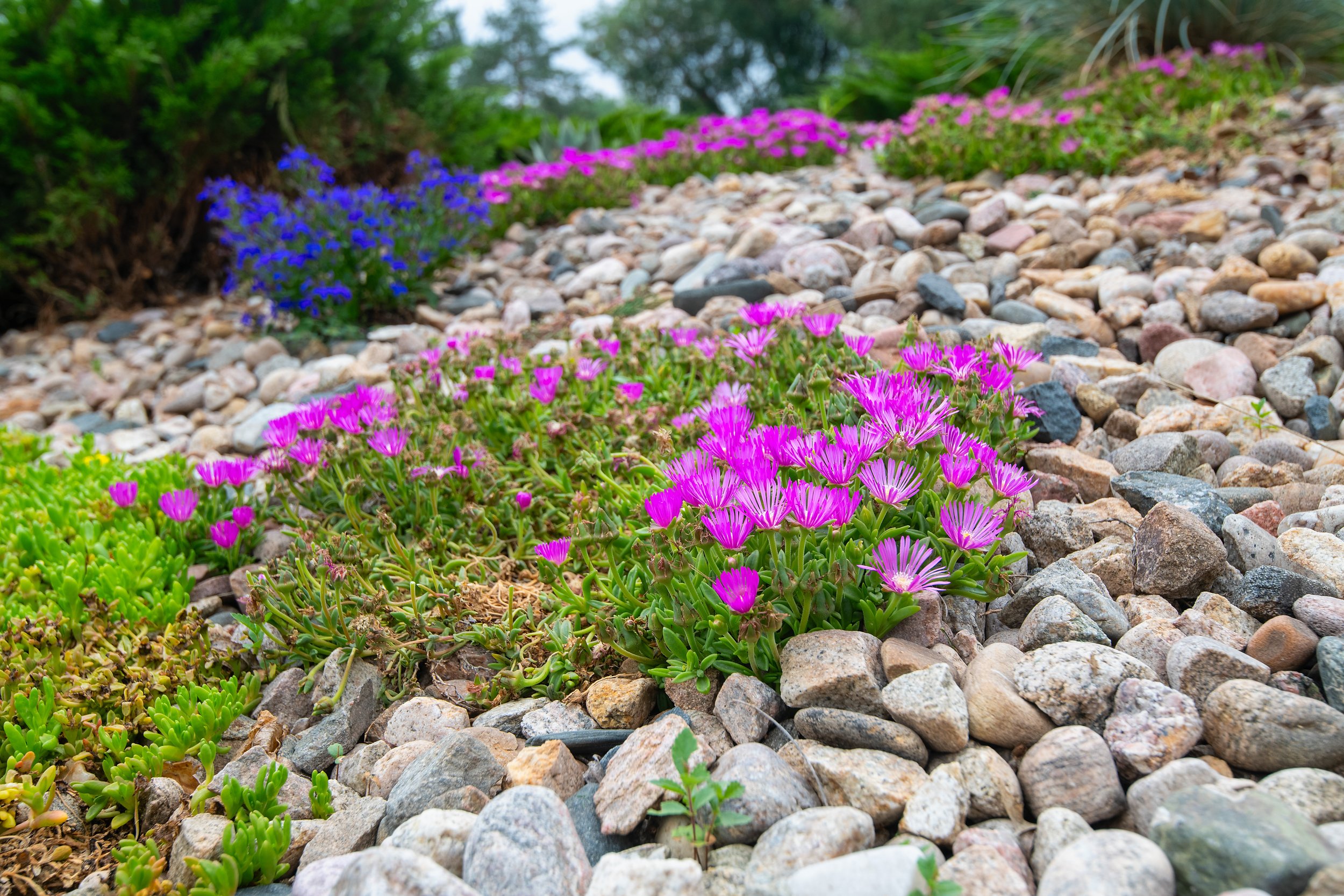 Colorful flowers, including pink, purple, blue, and yellow, growing in a rock garden with green bushes in the background.
