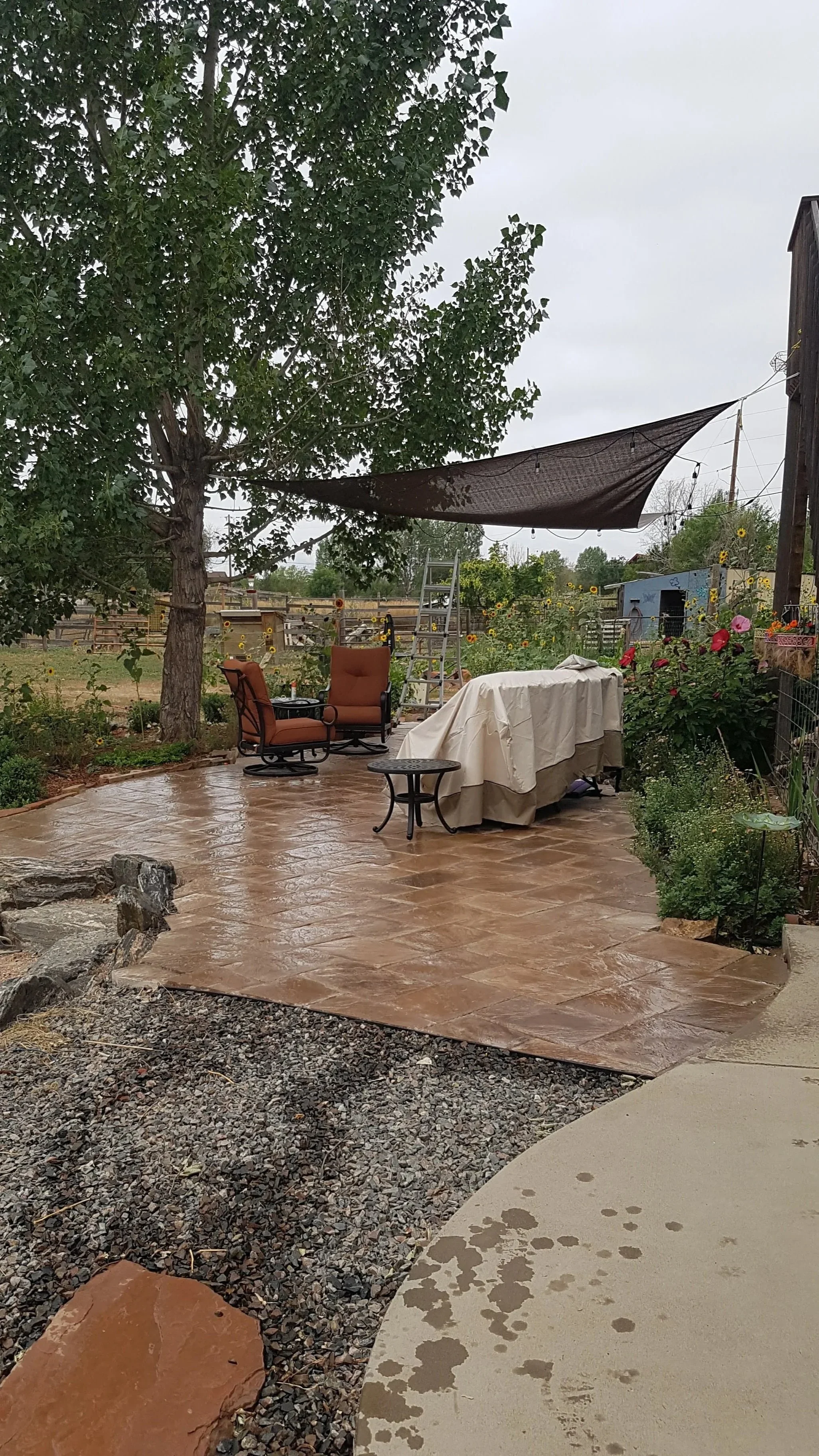 Rain-soaked patio with patio furniture, a covered object, a ladder, and a garden with flowers and trees in a backyard.