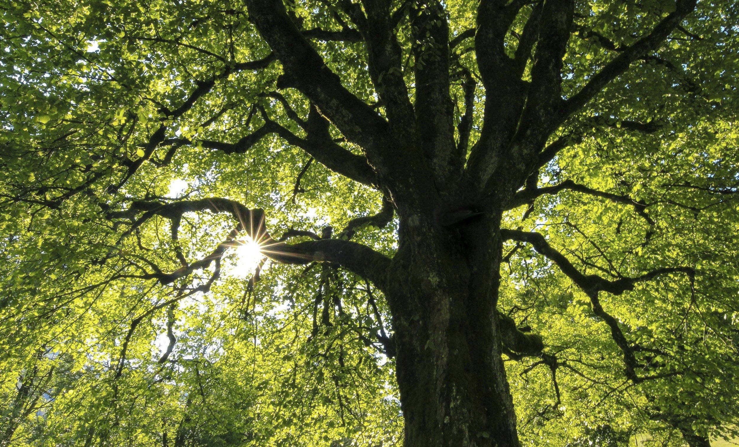 Look up at a tall tree with lush green leaves and sunlight shining through the branches.