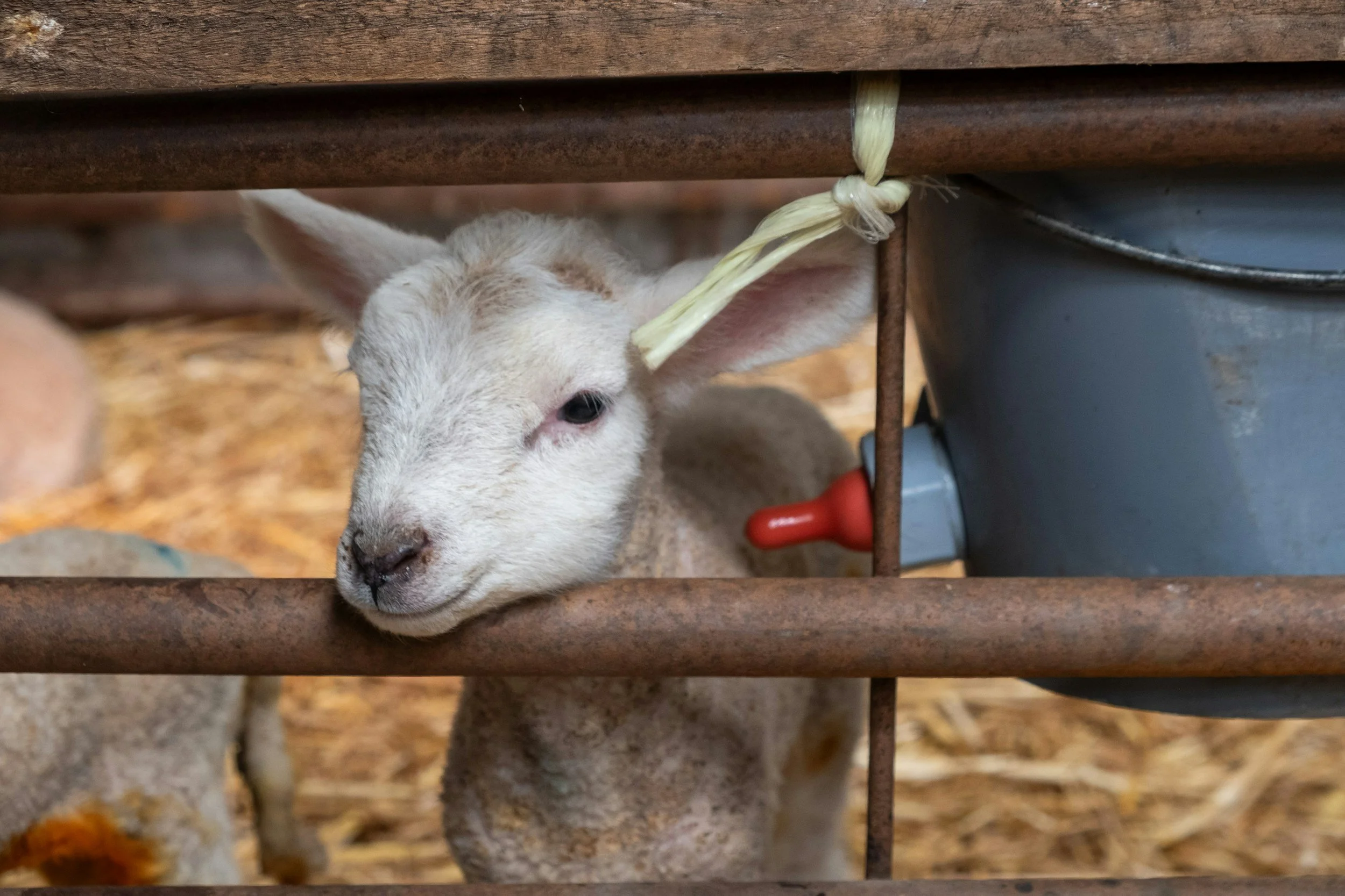 A baby goat resting its head between wooden slats. The goat has light-colored fur, pink around its nose and inner ears, and is under a wooden structure.