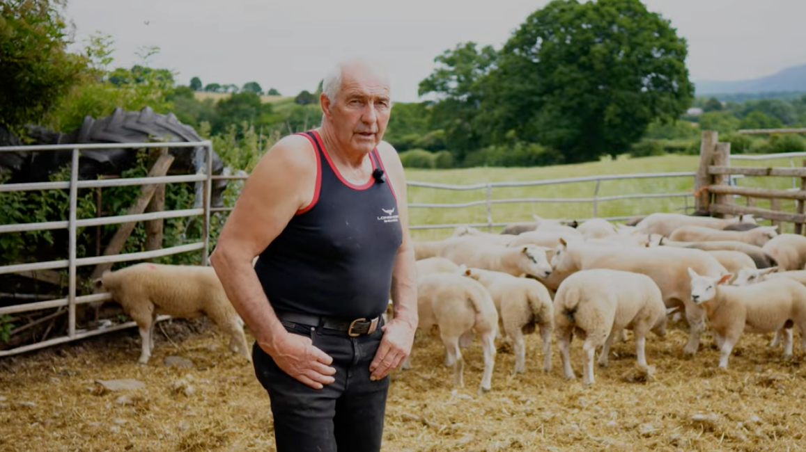 An elderly man in a black tank top and pants standing in a sheep pen with sheep and a green landscape in the background.