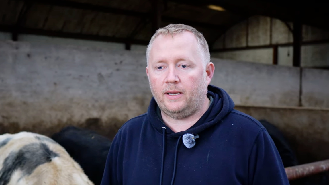 Peter McGuckin – Cattle