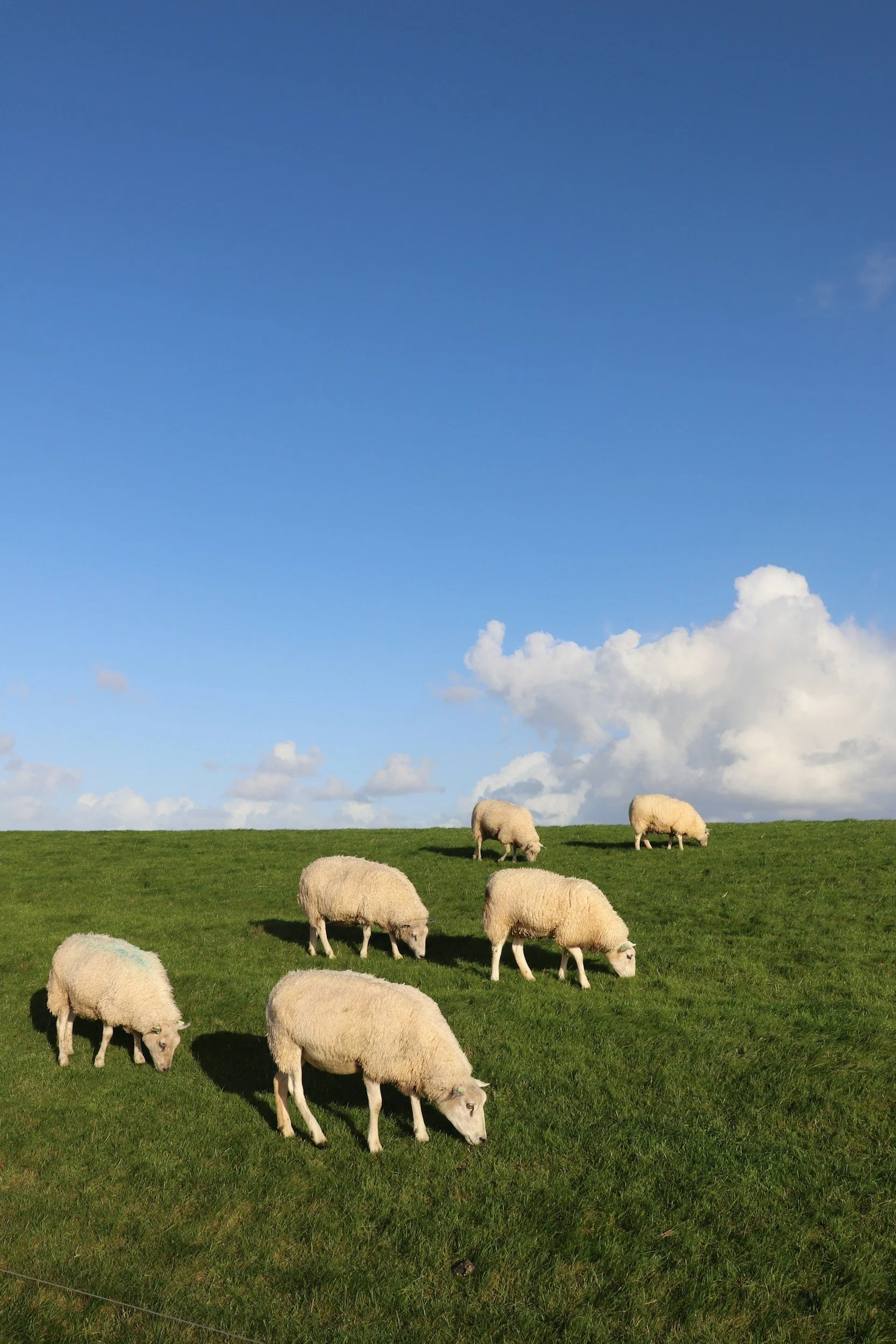 Sheep grazing on green grass in a field with a bright blue sky and some clouds.