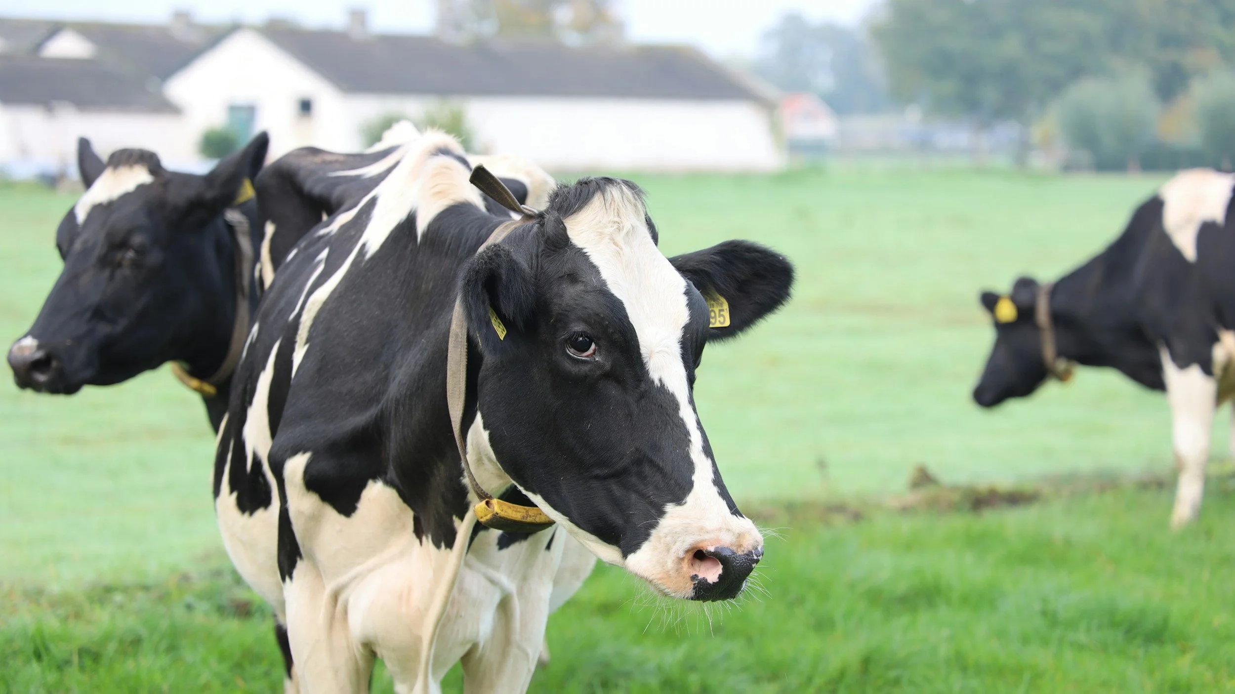 Black and white Holstein calves grazing on a lush green pasture with farm buildings in the background.