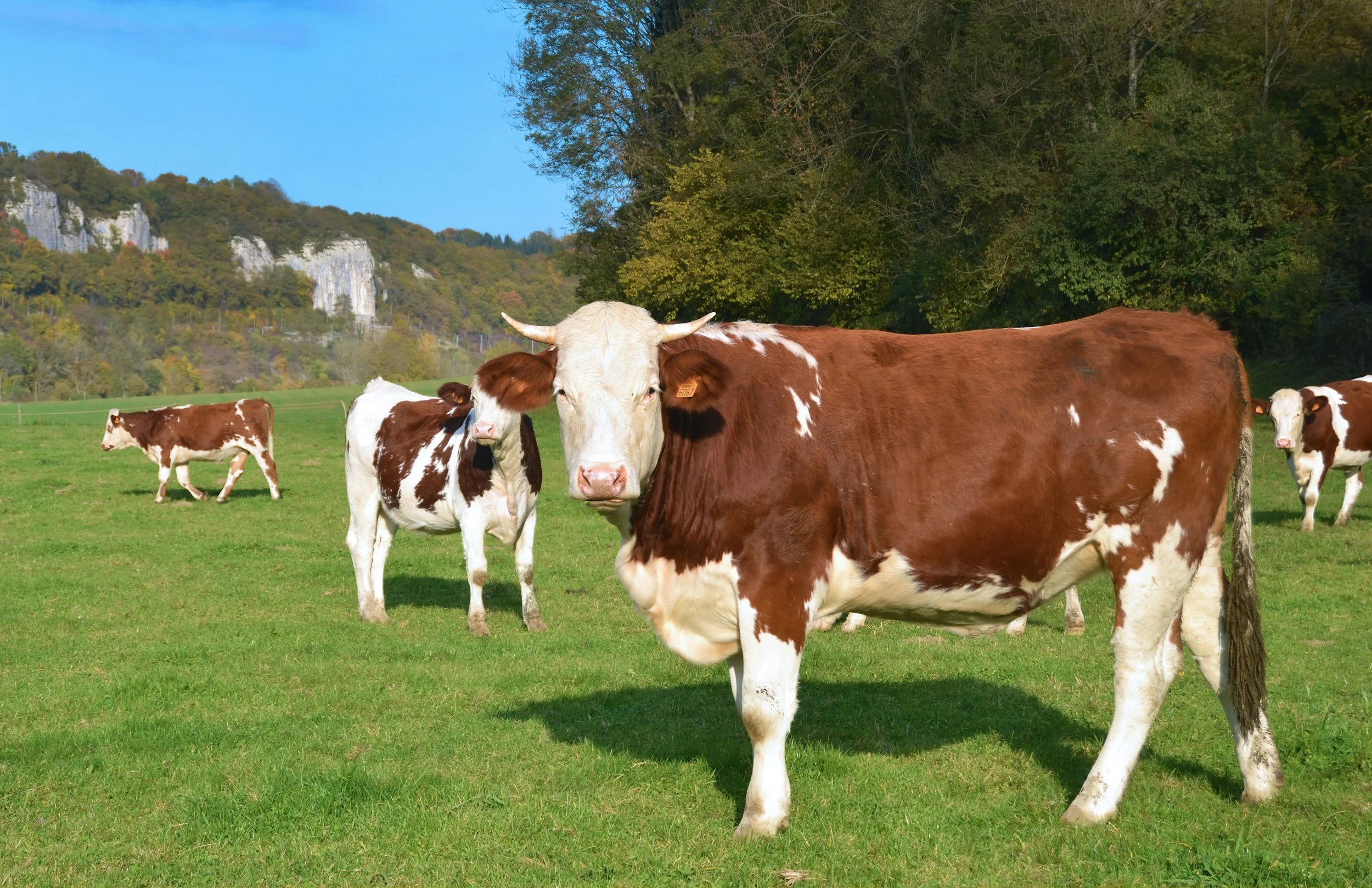 Cows grazing on a green field with trees and hills in the background on a sunny day.