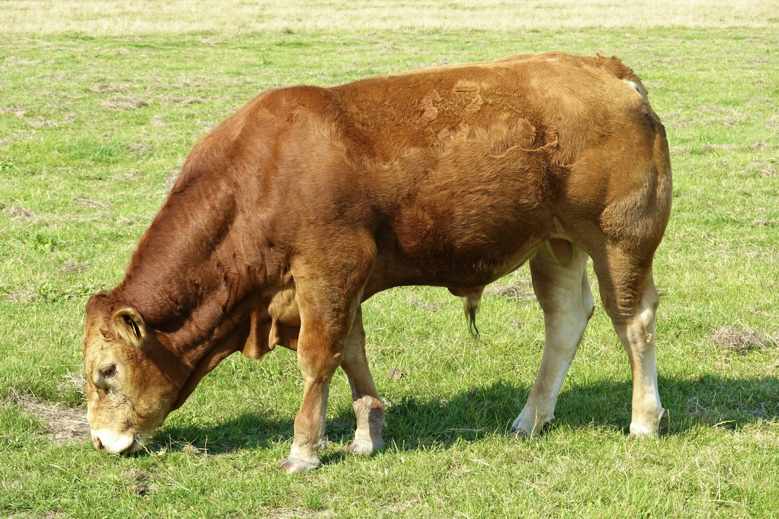 A brown cow with a calf grazing in a grassy field.