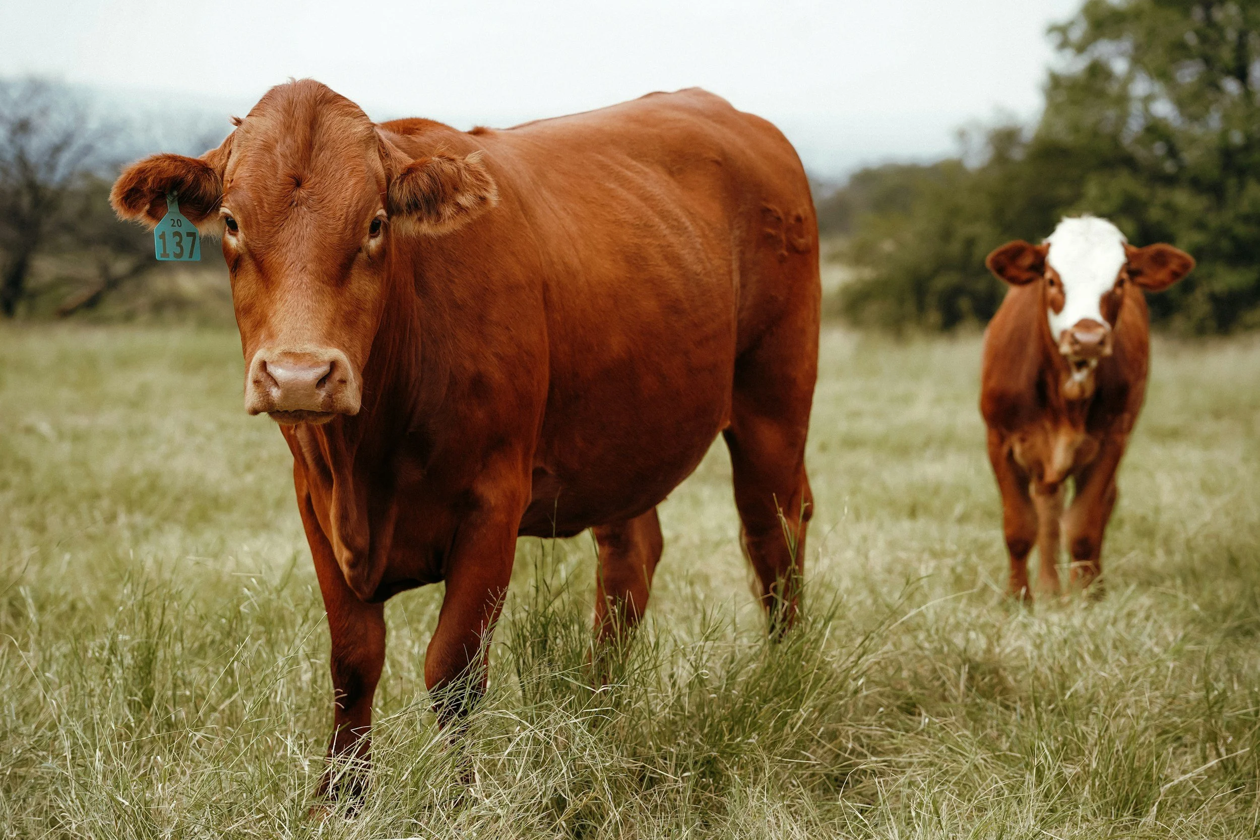 A brown cow with a blue ear tag standing in a grassy field with two other cows in the background.