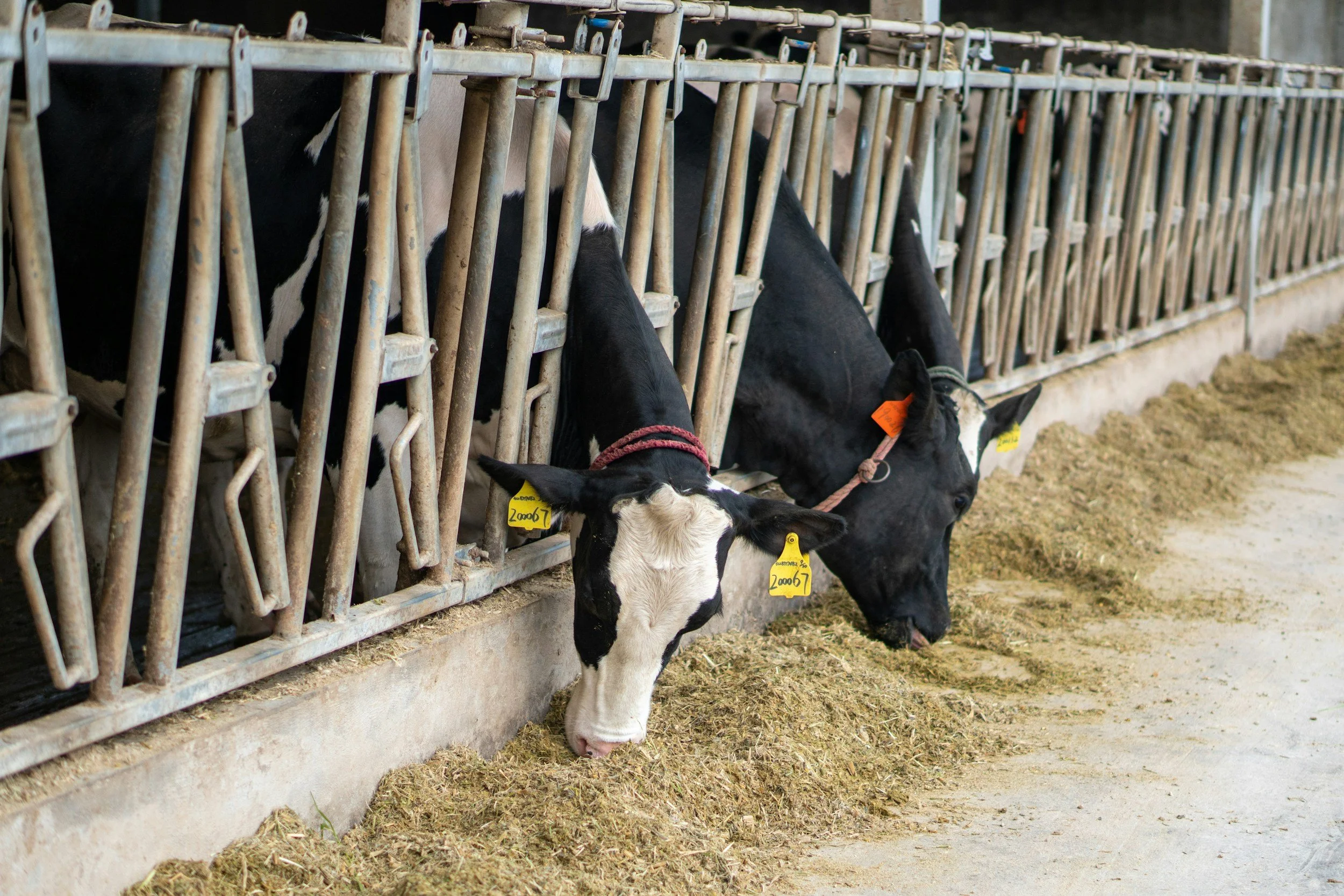 Calves eating hay through metal feeding barrier on farm.
