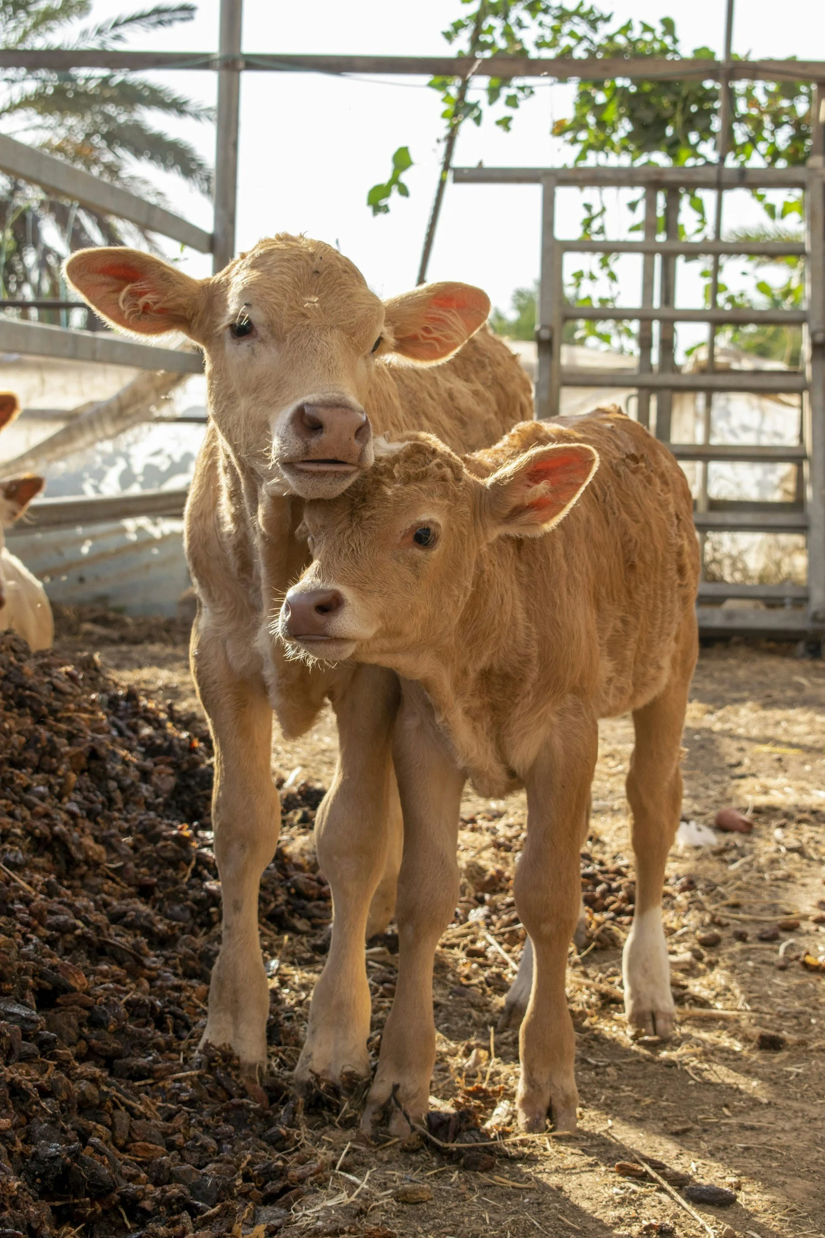 Two light brown calves standing close together in a barn with wooden bars and greenery outside, with one calf partially resting its head on the other's neck.