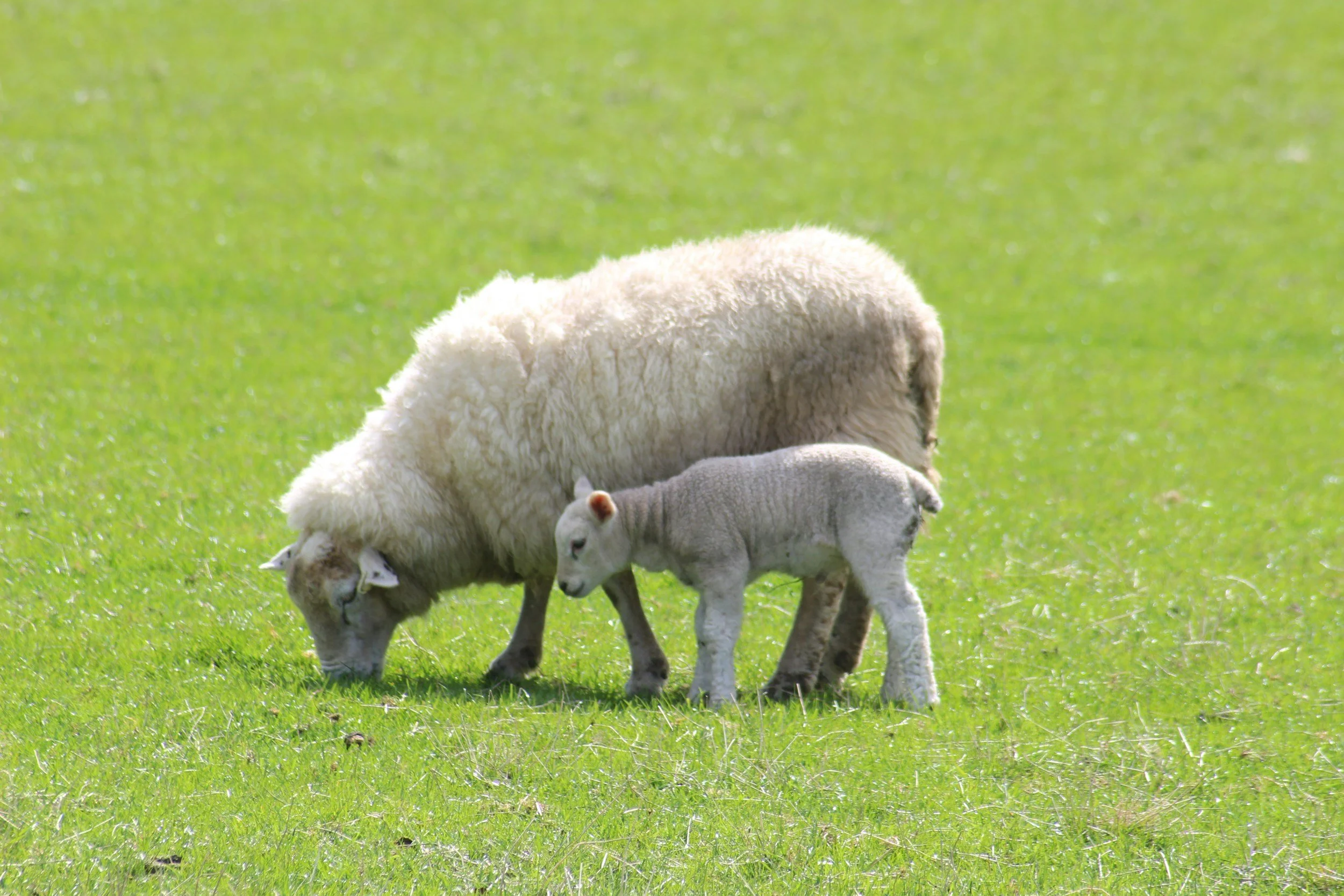 Two sheep, one adult and one lamb, grazing on a green grassy field.